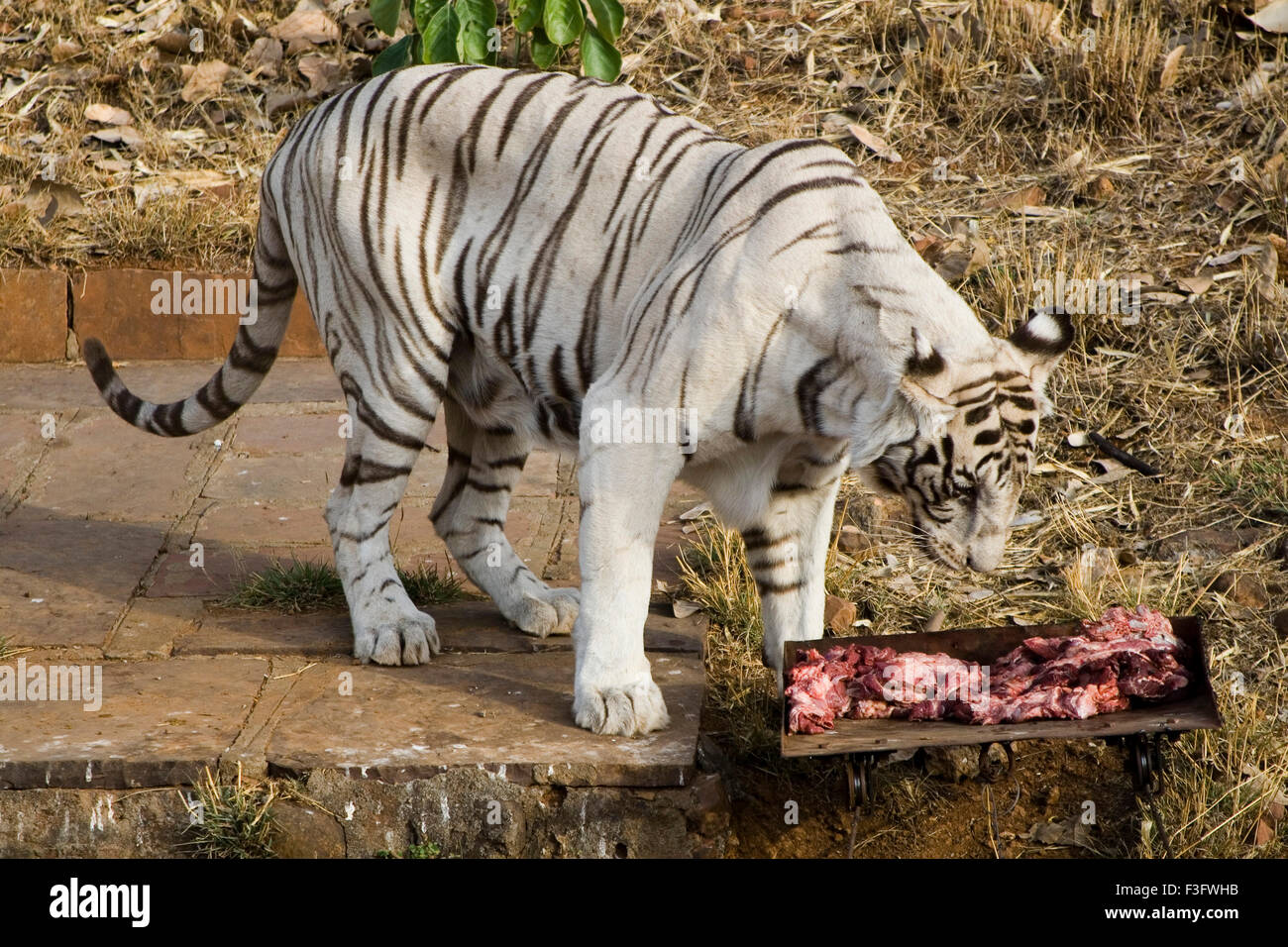 Tigre Blanco Comiendo