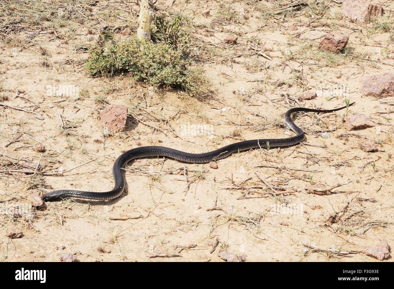 Los Reptiles ; black cobra Jodhpur girando ; ; ; Rajasthan India Foto de stock