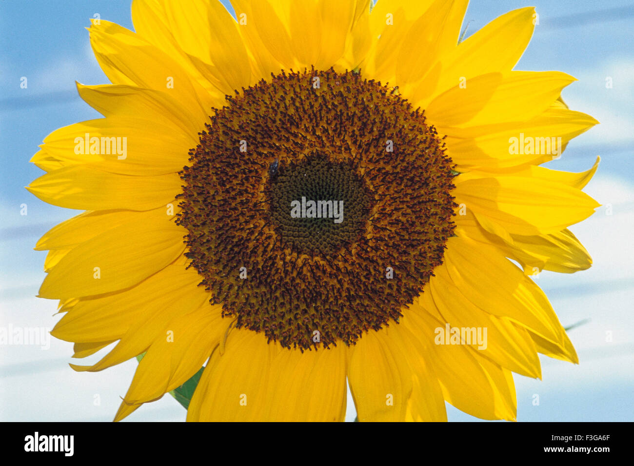 Primeros planos de girasol mostrando el estambre y pétalos ; Mauricio  Fotografía de stock - Alamy