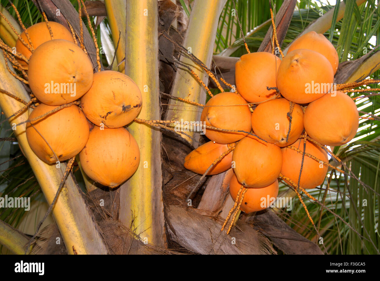 Chandan cocos principales de Pooja y beber solo Foto de stock