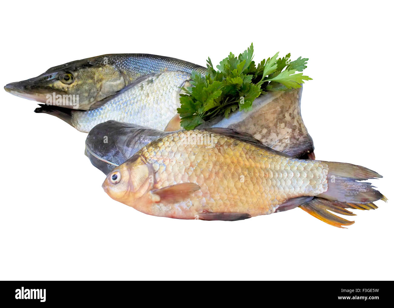 Los peces, río, aislado, comida, muchos, bagres, aficiones, verde, blanco, cola. Foto de stock