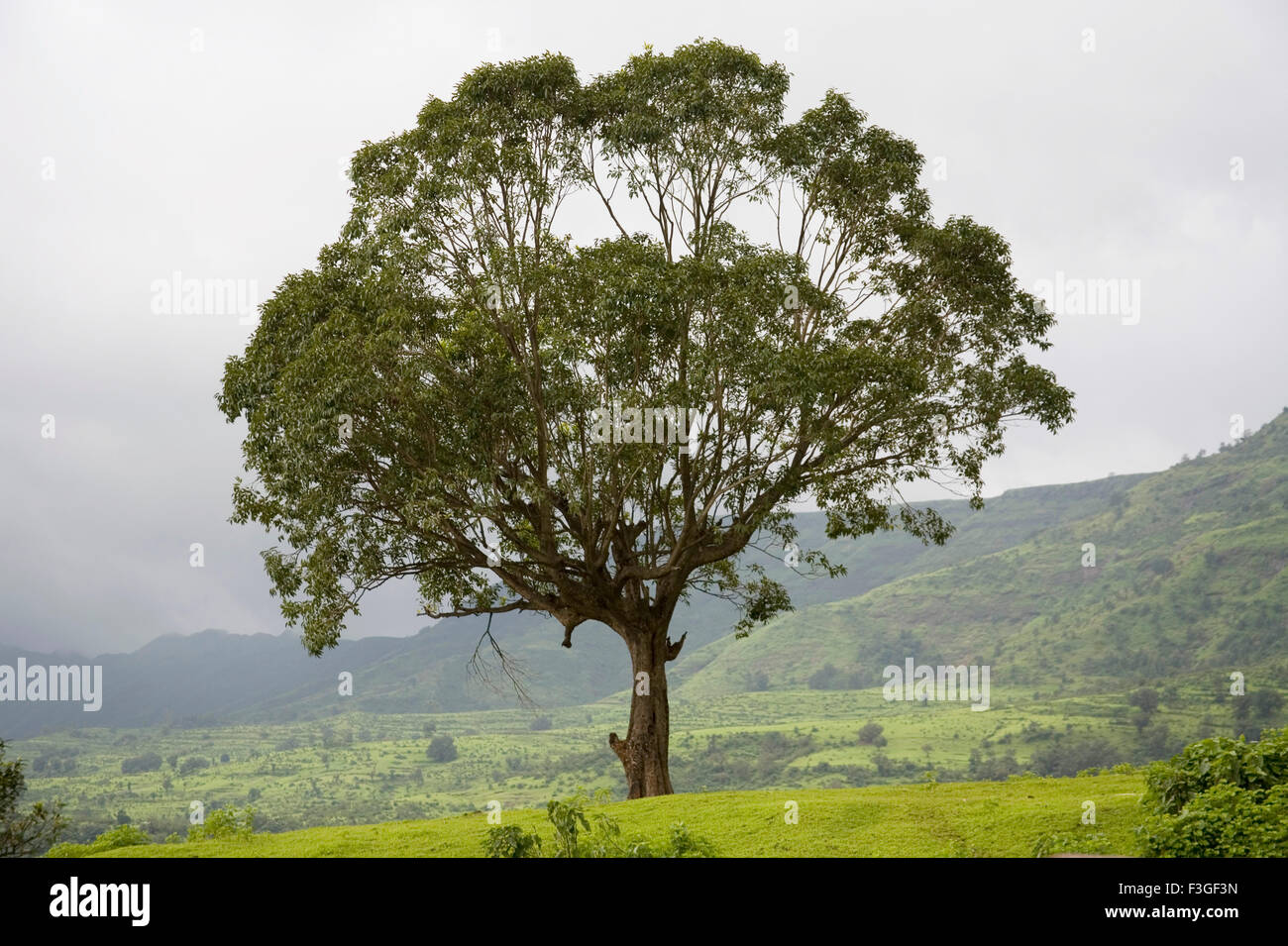 Jamun tree (Eugenia jambolana Jummapatti Matheran ) ; ; ; ; Maharashtra