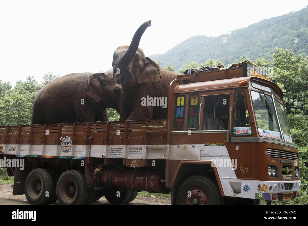 Los elefantes de carga pesados ; ; ; ; Thenmala Kerala India Foto de stock