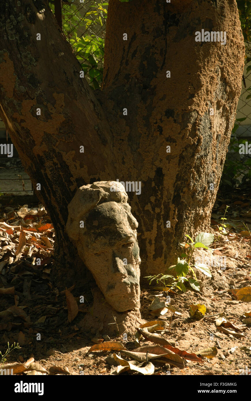 Escultura de piedra debajo del tronco del árbol, India, Asia Foto de stock