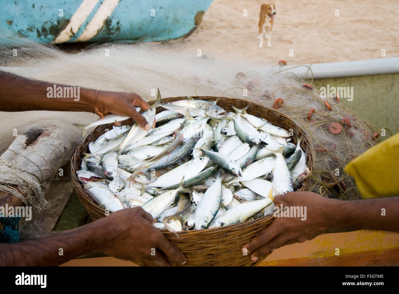 Canasta llena de pescados en la playa vengurla Sindhudurga distrito ; ; ; Maharashtra India Foto de stock