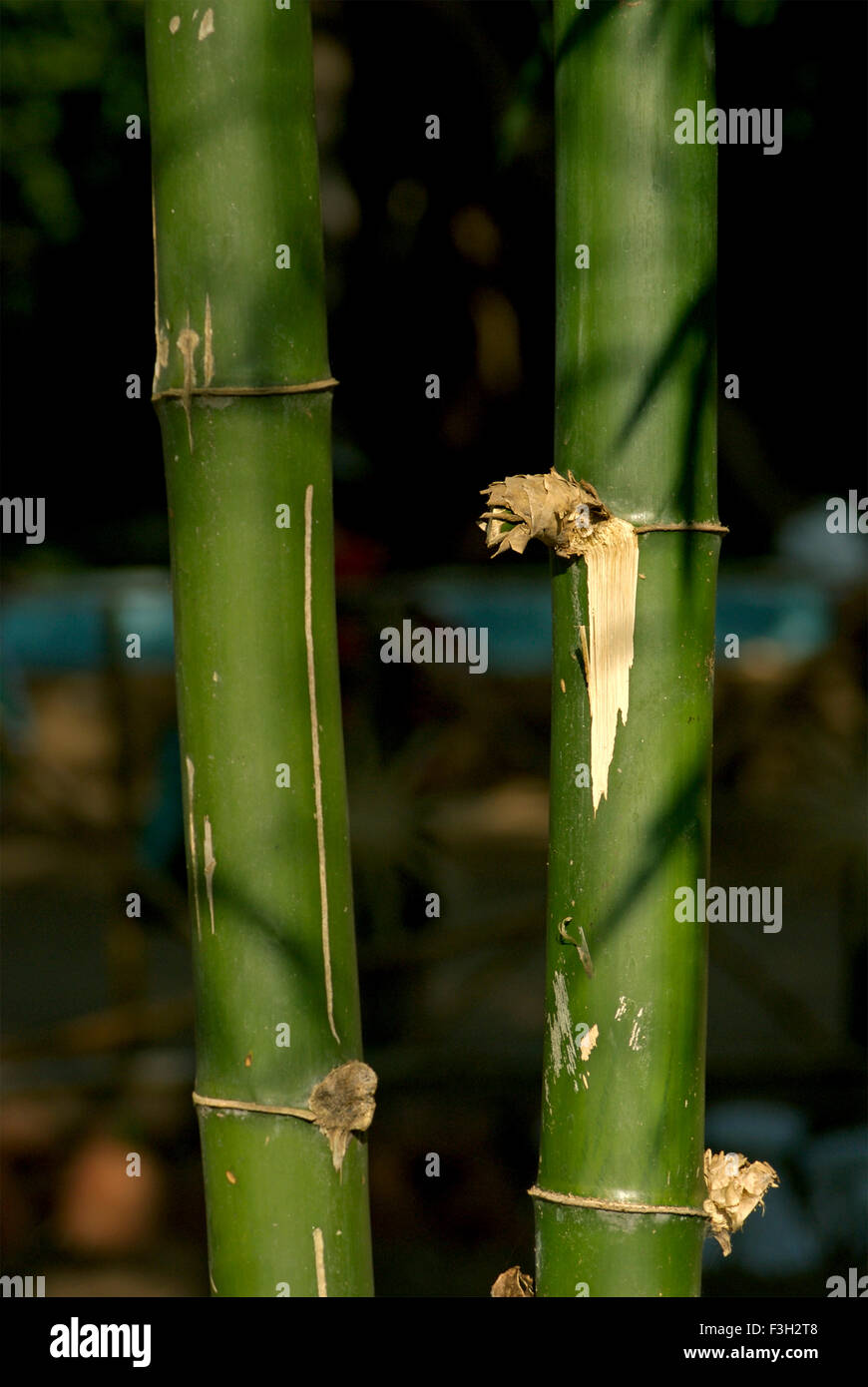 Los árboles de bambú en el área forestal Waghai Ahwa Dang Dang Foto de stock