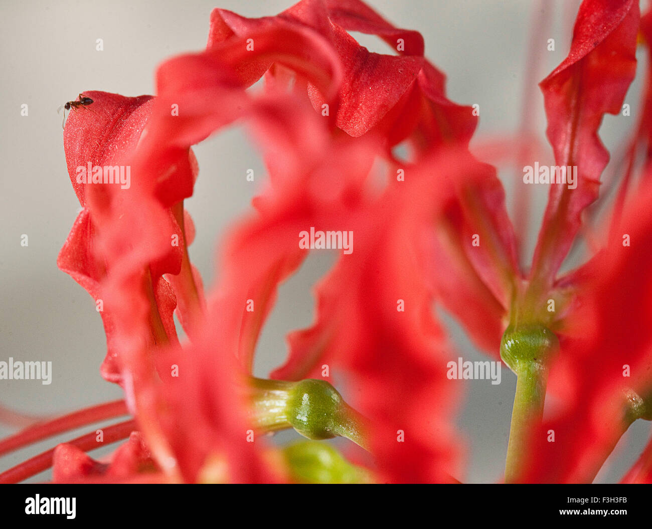 Fort Worth Texas Ee Uu 4 Oct 2015 10 6 2015 Un Solitario Crematogaster O Acrobat Ant Explora Las Complejidades De Una Arana Roja Lilly Bloom Bajo Un Sol Del Otono En Ft Worth Tx alamy