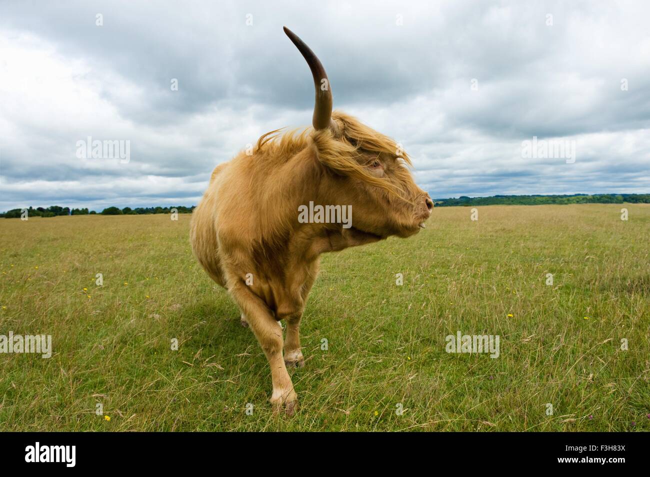 Vista frontal de las Tierras Altas de vaca (Bos taurus) en busca de distancia Foto de stock