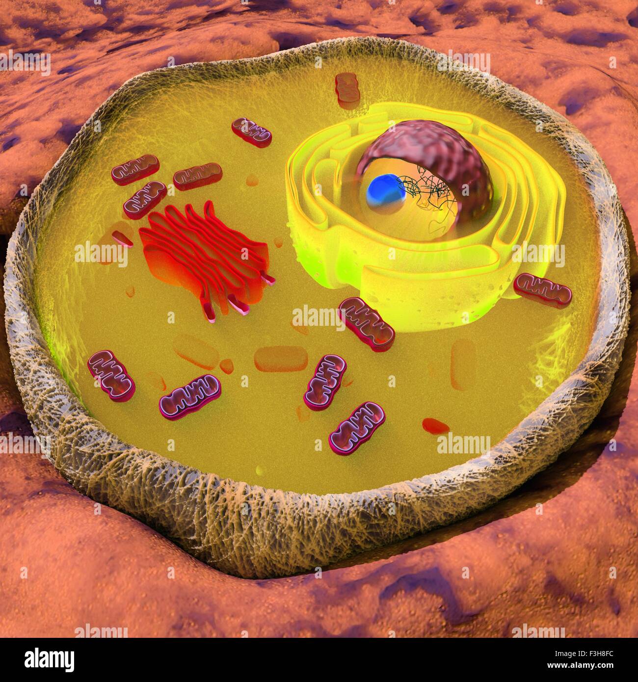 Ilustración de una célula eucariota mostrando las principales orgánulos, tales como el aparato de Golgi, el retículo endoplasmático, las mitocondrias, núcleo Foto de stock