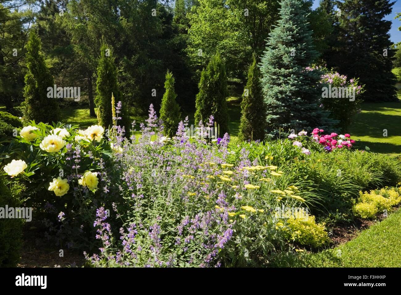 Plantadas con borde amarillo, rosa, rojo peony, yarrow flores y árboles de cedro en el patio jardín en primavera Foto de stock