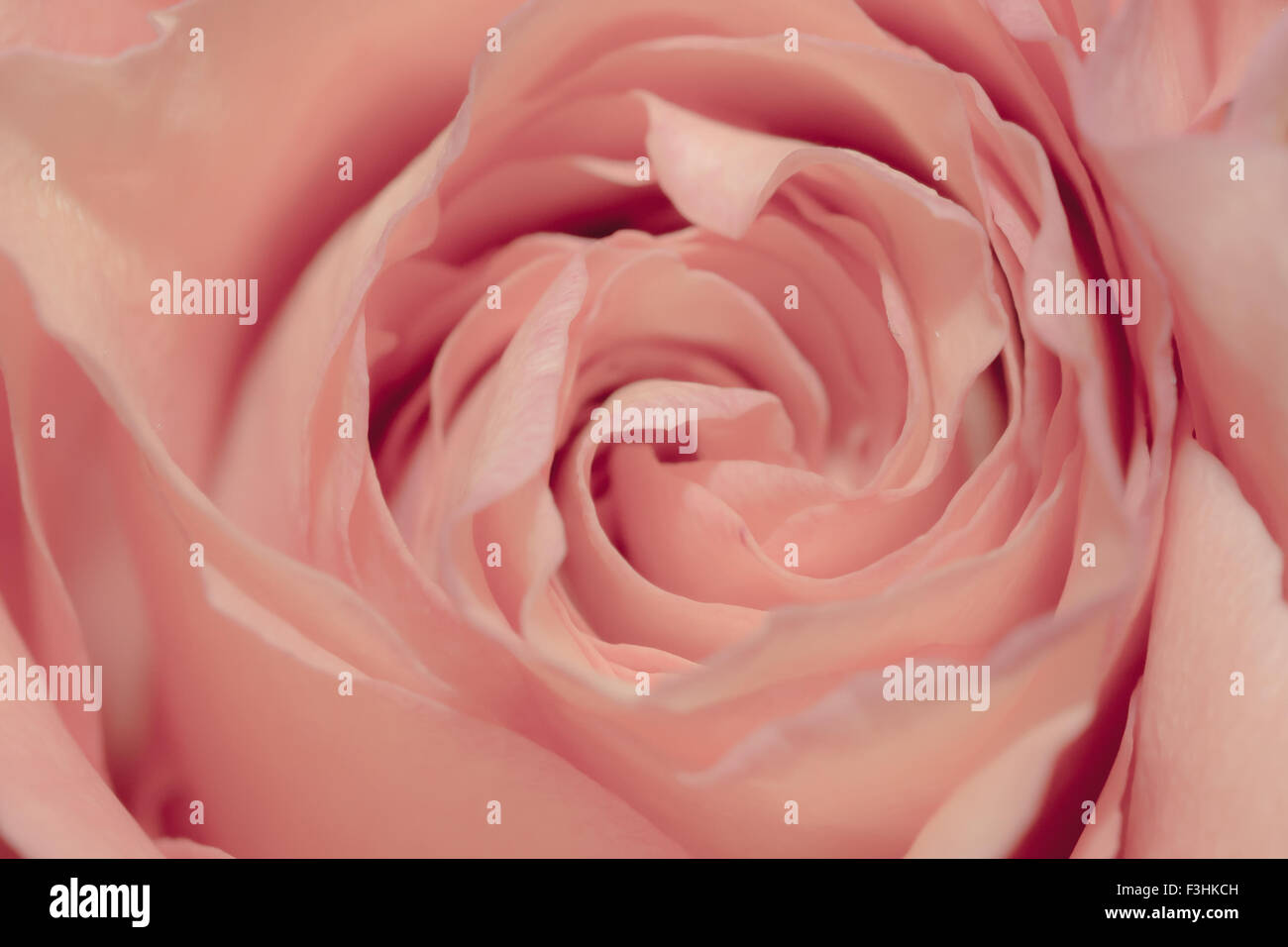Resumen rosa rosa close-up Foto de stock