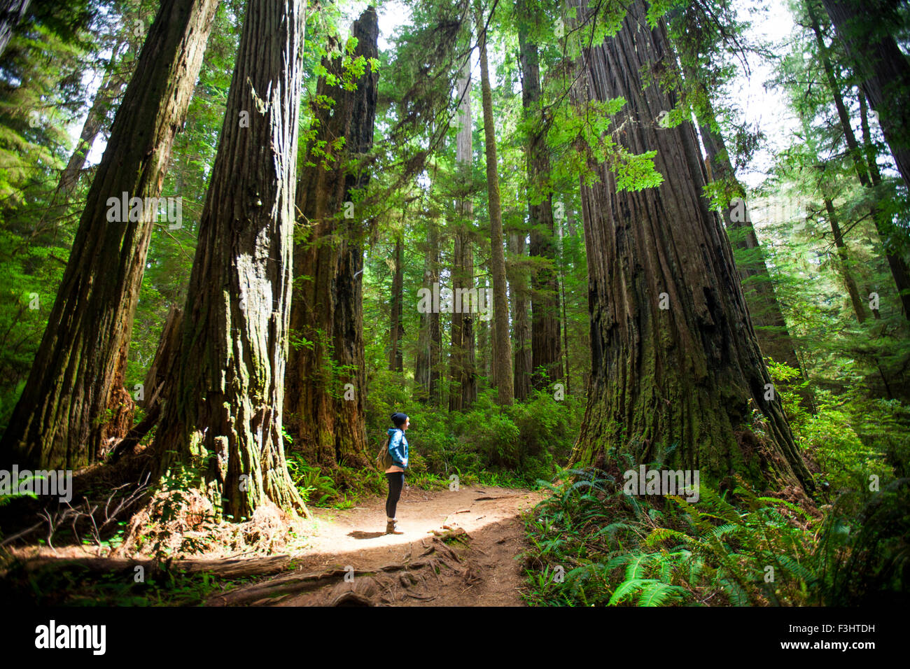 Un excursionista está entre gigantescos árboles mientras visitaba la Stout Grove, Jedediah Smith Redwoods State Park. Foto de stock