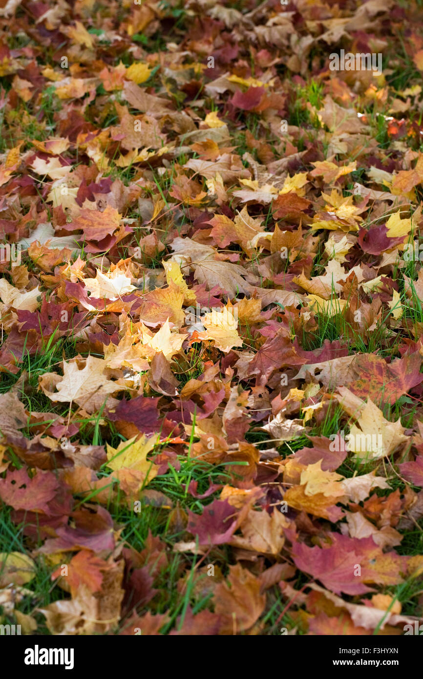 Coloridas hojas de otoño. Foto de stock