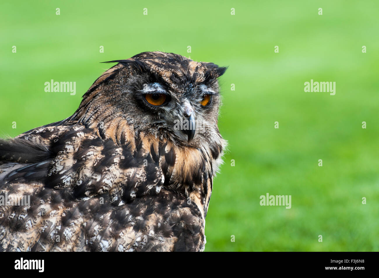 Unión Aguila-owl (Bubo bubo) chillaba Dartmoor, Inglaterra, Gran Bretaña, Reino Unido, Europa Foto de stock