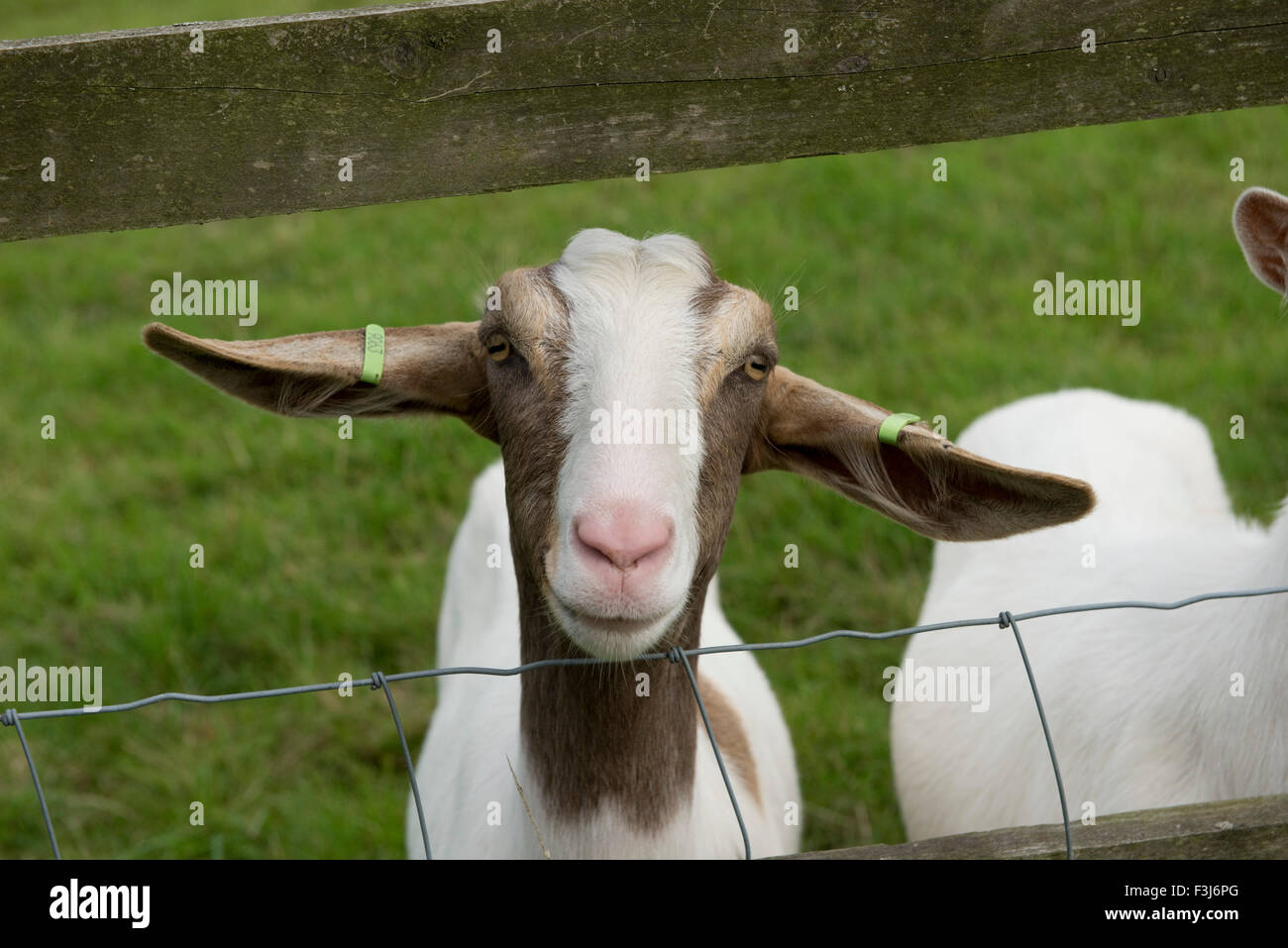Un tipo cabra Boer, crías de cabras lecheras mantenidas como mascota, Berkshire, Agosto Foto de stock