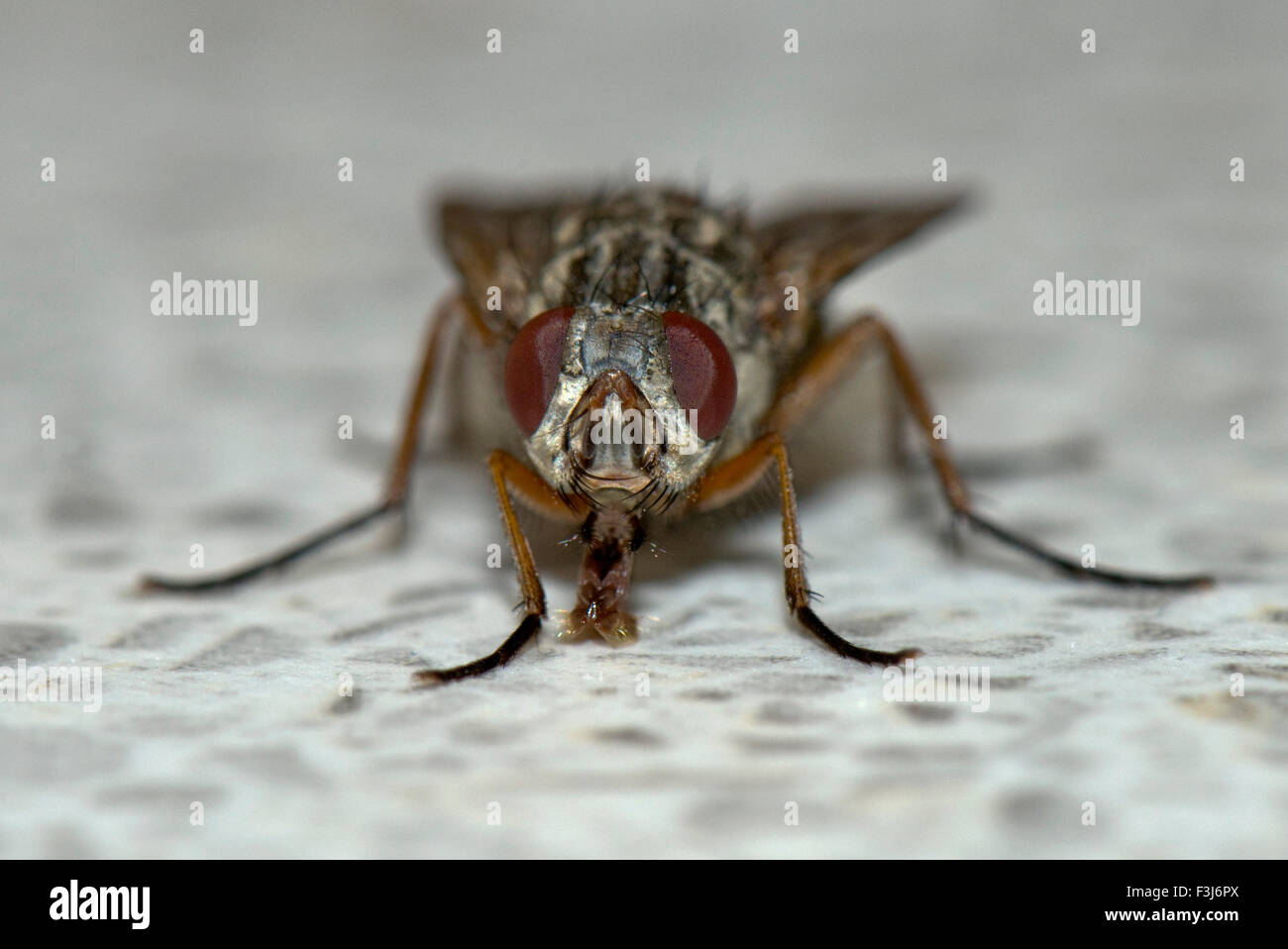 Una mosca común, Phaonia válida, utilizando su labelo para alimentar desde una superficie de trabajo de cocina, REINO UNIDO Foto de stock