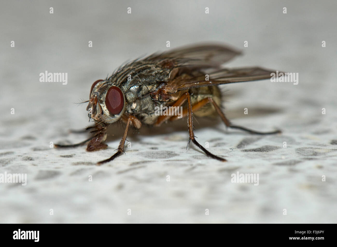 Una mosca común, Phaonia válida, utilizando su labelo para alimentar desde una superficie de trabajo de cocina, REINO UNIDO Foto de stock