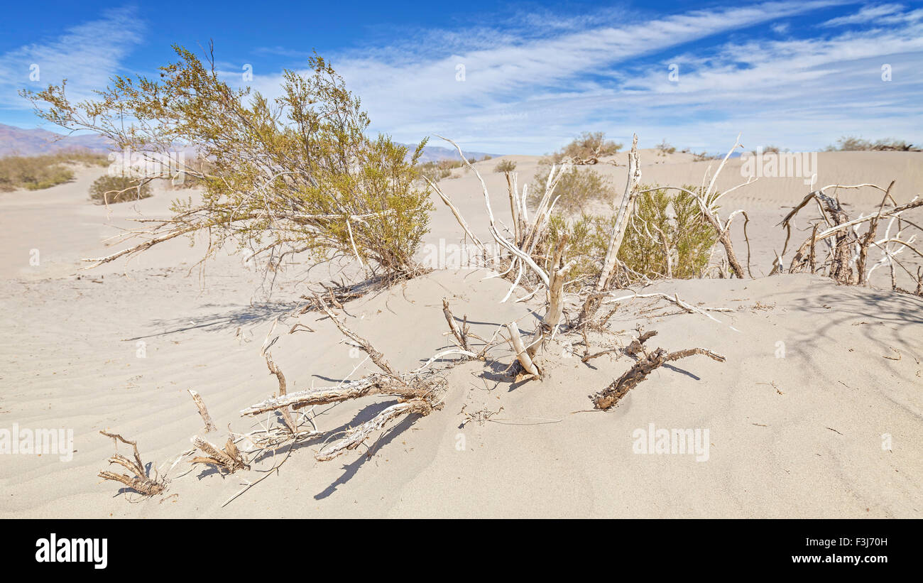Las plantas secas en las dunas, profundidad de campo, el Parque Nacional Valle de la Muerte, California, Estados Unidos. Foto de stock