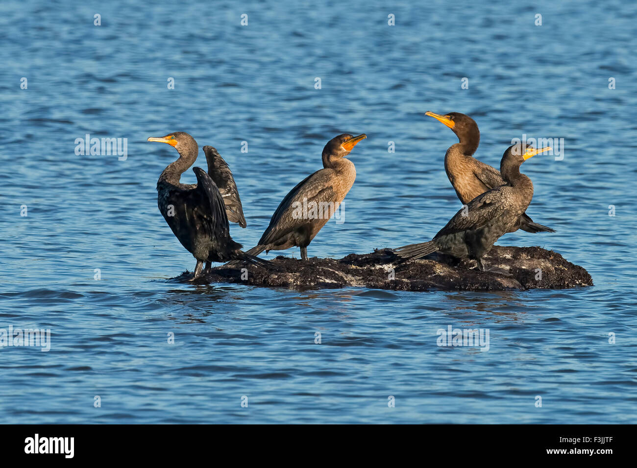 Los cormoranes de doble cresta Foto de stock