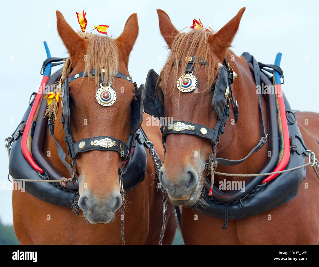 Arar con un par de Suffolk Punch caballos pesados Foto de stock