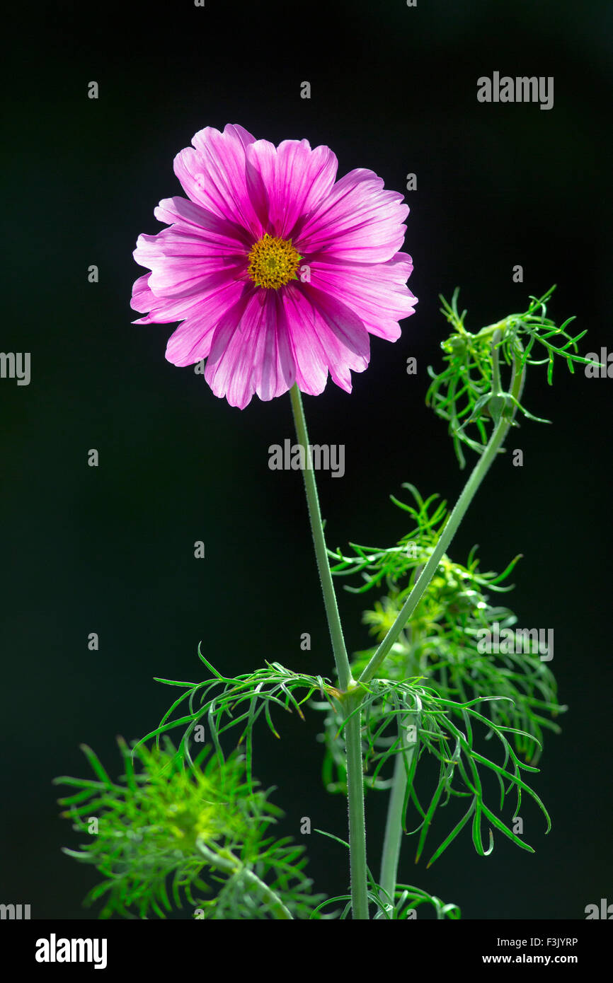 Cosmos (Cosmos bipinnatus) en maceteros con iluminación trasera contra la sombra Foto de stock