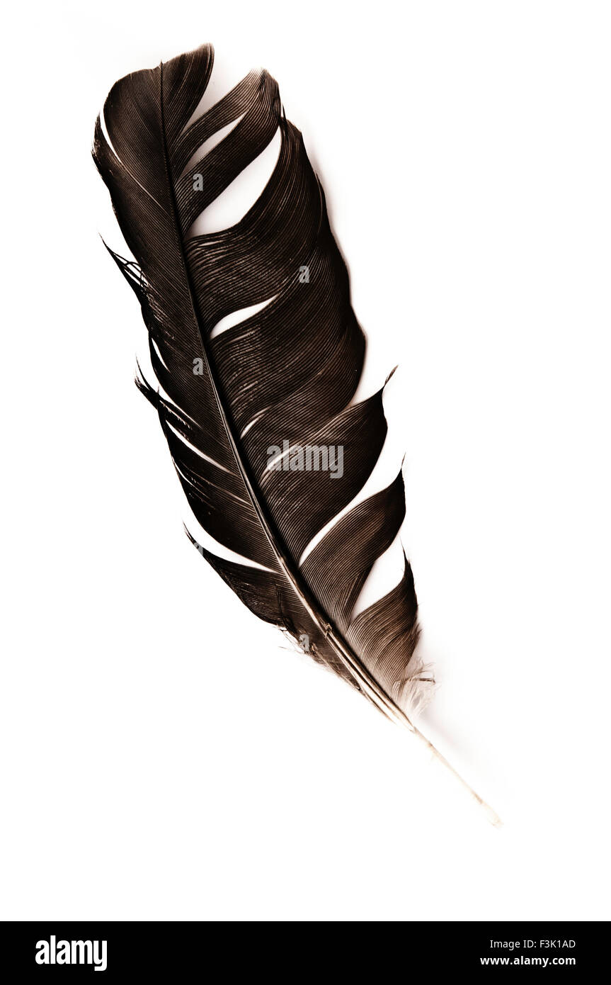 Cuervo negro aislado de plumas Fotografía de stock - Alamy