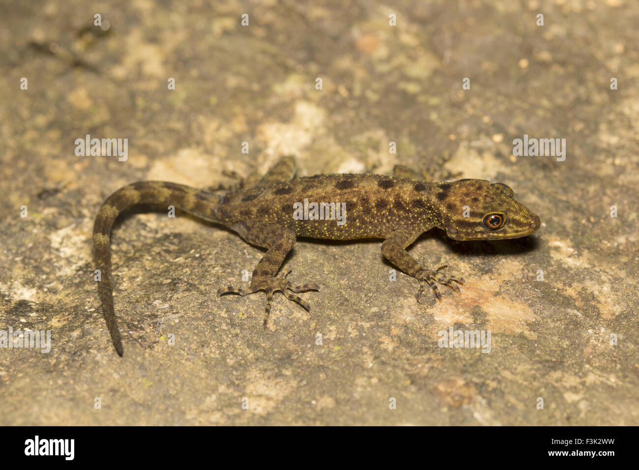 Geco enano, Cnemaspis sp, Gekkonidae, Agumbe ARRSC, Karnataka, India Foto de stock