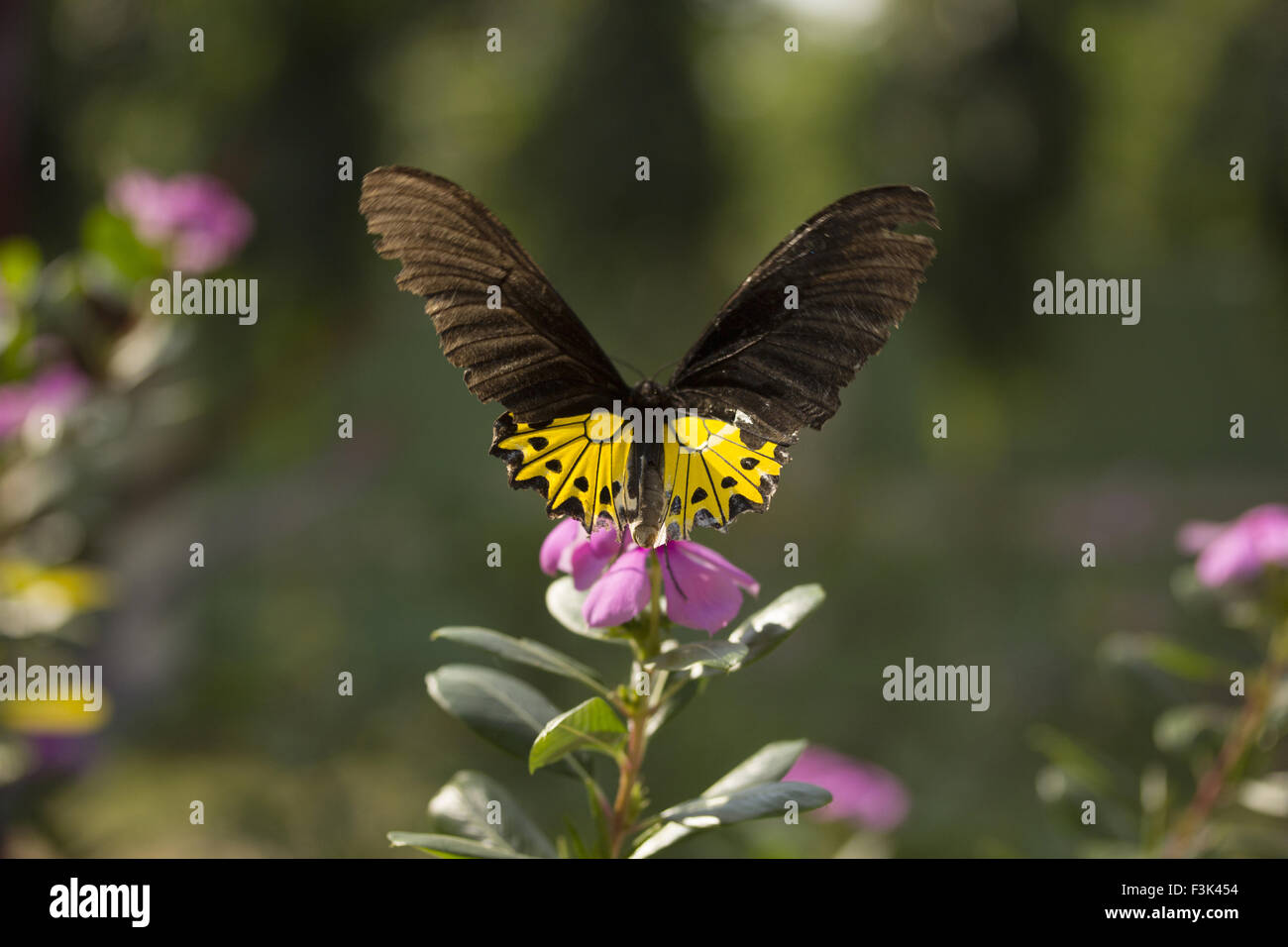Común Birdwing, Troides helena, Papilionidae : Suallowtails, Gumti, Tripura, India Foto de stock