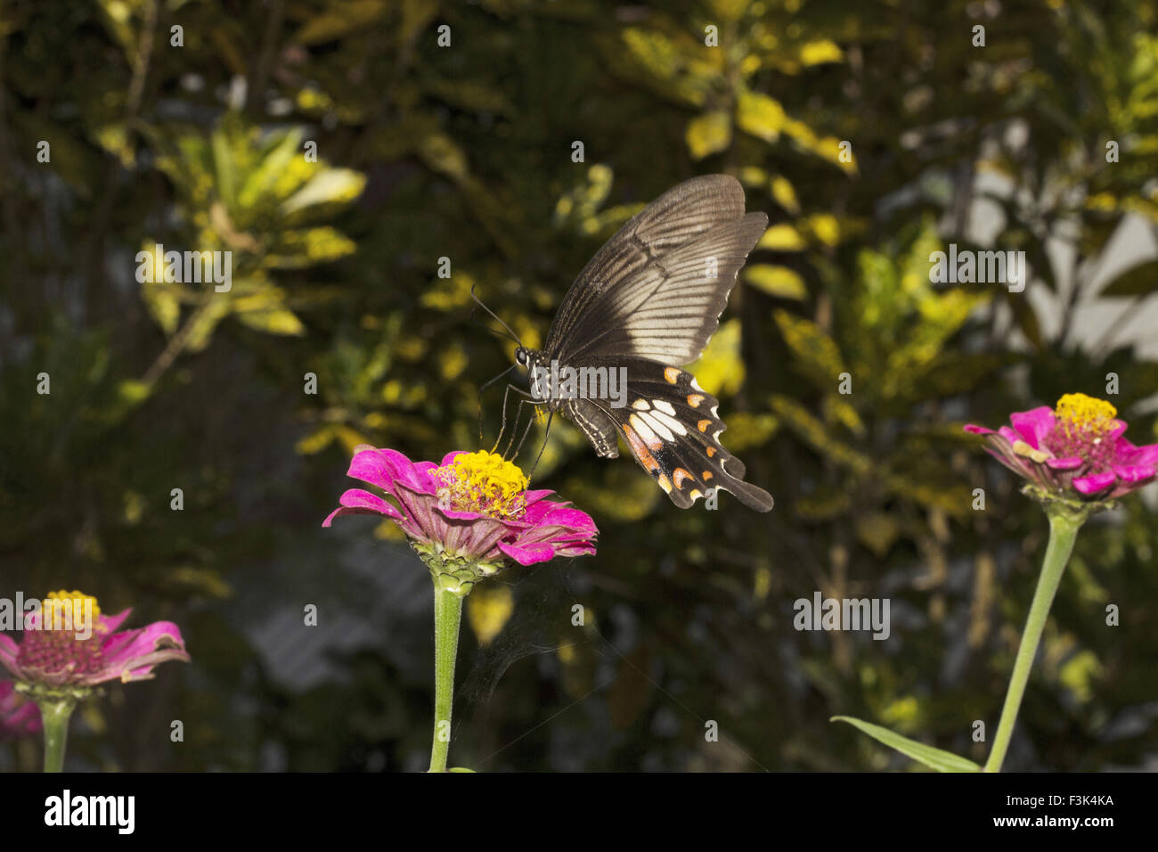 Mormón común Papilio sp, Papilionidae, Jampue Hills, Tripura, India Foto de stock