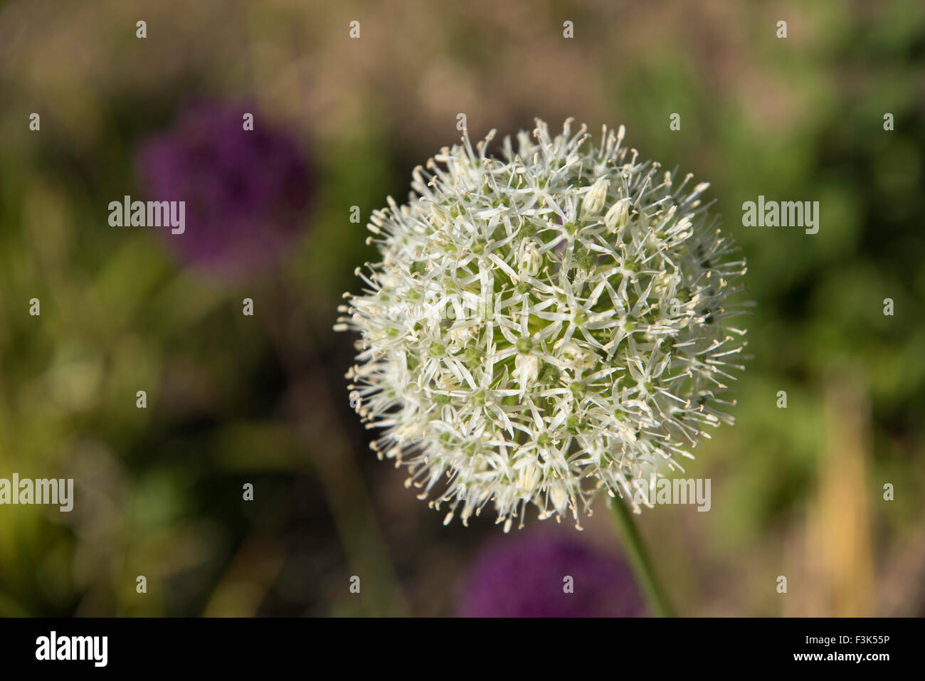 Cebolla (Allium ornamental) jardín de plantas y semillas de flores blancas con cabeza y fuera de foco el fondo de color verde y púrpura plantas Foto de stock