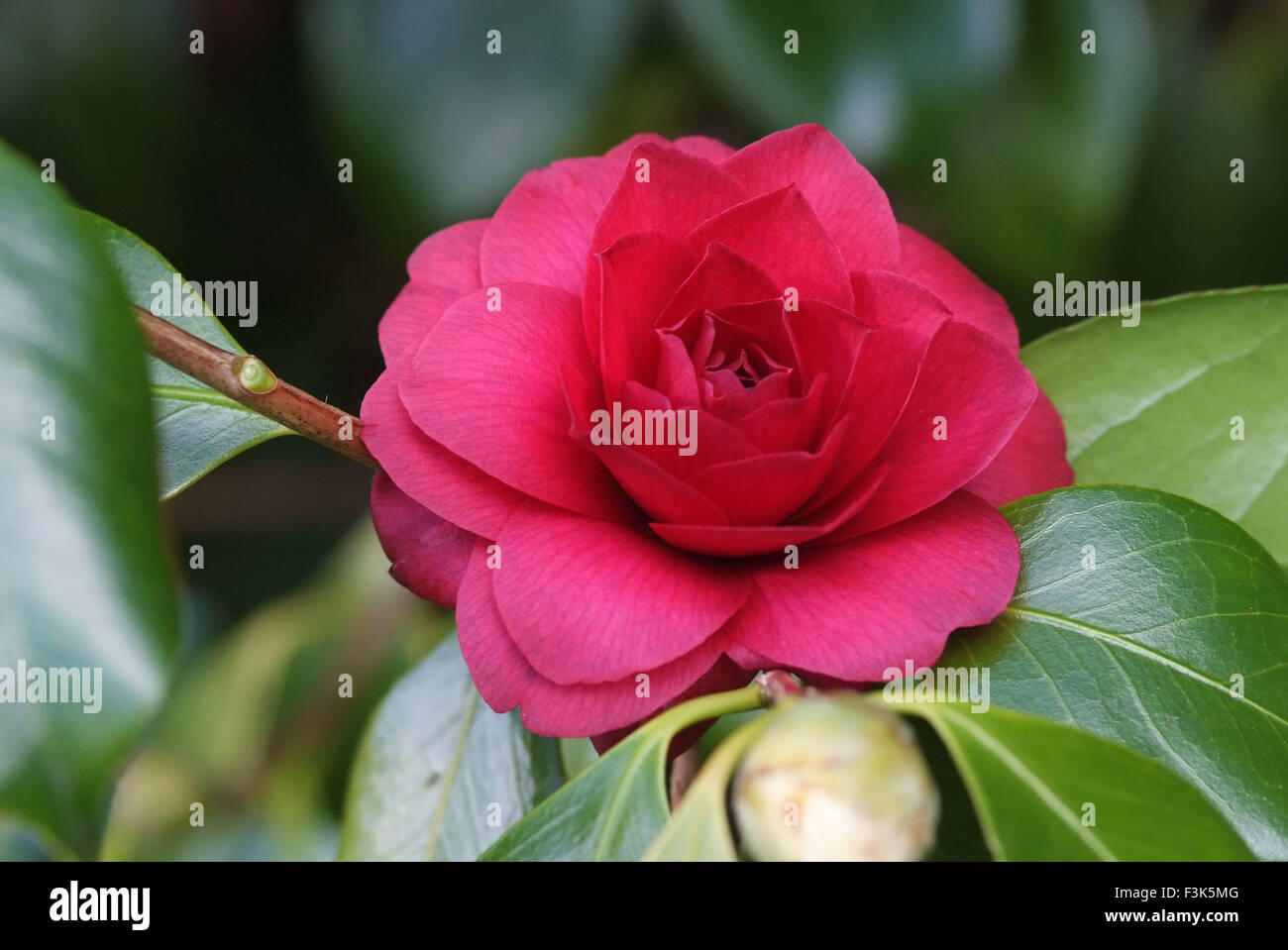 Estate Tregothnan jardines, Cornwall, famoso por su creciente las camelias  y té inglés. Una planta de flores en el Reino Unido. Camelia Tedum  Fotografía de stock - Alamy