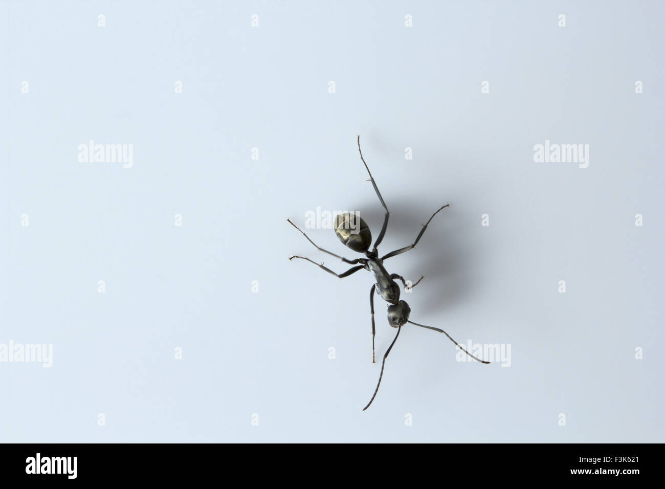 Ant, Bangalore, India Foto de stock