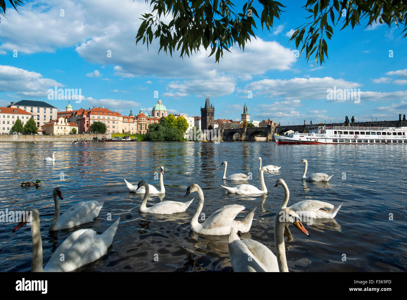 Cisnes en el río Vitava desde Little Quarter mirando el Puente de Carlos y la Ciudad Vieja de Praga, República Checa Foto de stock