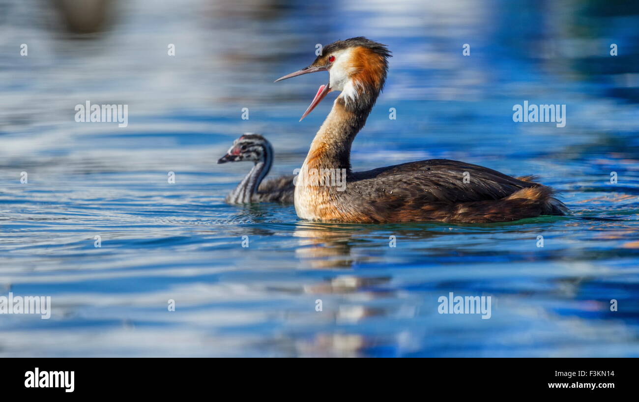 Svassi pato, Podiceps cristatus, y el bebé flotando sobre el agua del lago Foto de stock