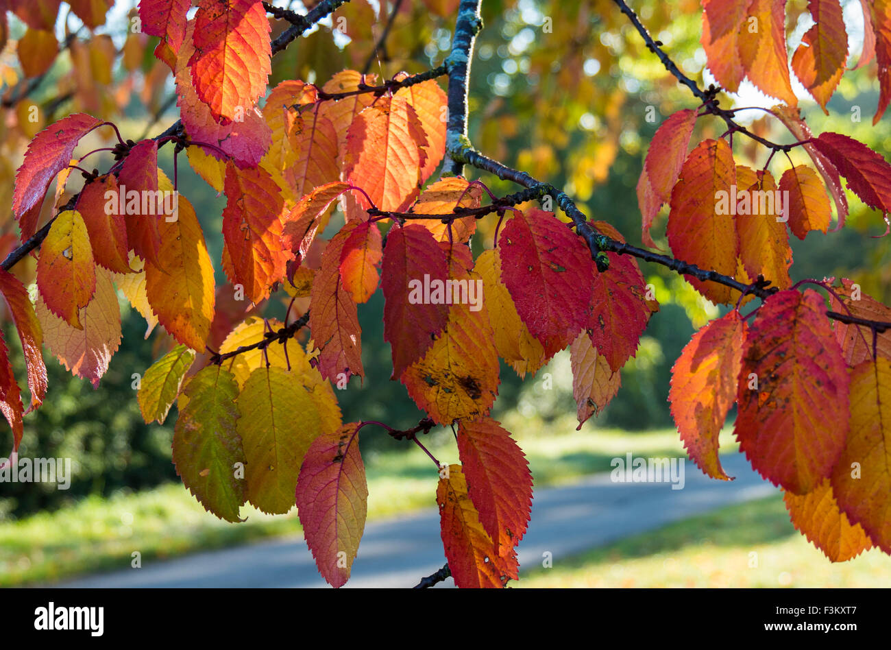 Largo Itchington, Warwickshire, Reino Unido. 9 de octubre de 2015. Las hojas tornando al rojo y naranja en un frío soleada mañana otoñal. Crédito: Dan Tucker/Alamy Live News Foto de stock