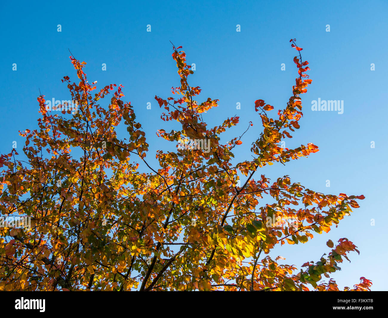 Largo Itchington, Warwickshire, Reino Unido. 9 de octubre de 2015. Las hojas tornando al rojo contra un cielo azul en una fría mañana otoñal soleado. Crédito: Dan Tucker/Alamy Live News Foto de stock