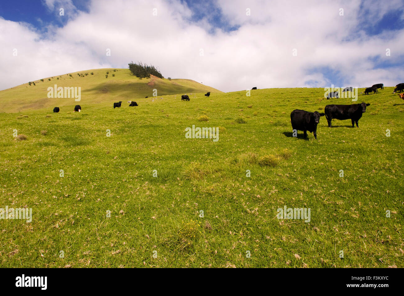 El ganado en el Rancho de Anna y el campo; Waimea, en la isla de Hawaii, Hawaii, Estados Unidos de América. Hawaii, HI, Waimea, rancho alojam Foto de stock
