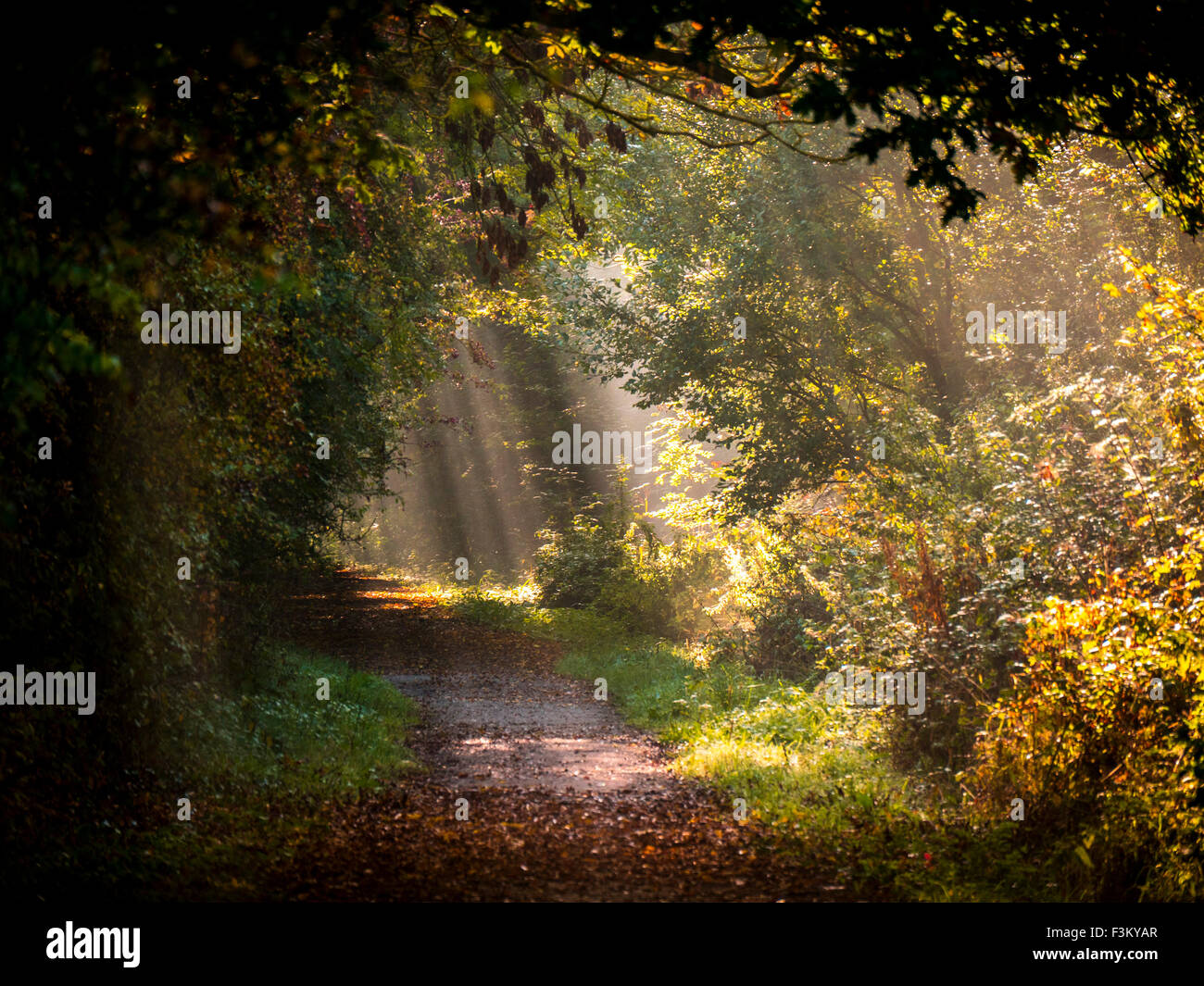 Largo Itchington, Warwickshire, Reino Unido. 9 de octubre de 2015. Stonebridge Lane desmantelaron la línea de ferrocarril, ejes de la luz del sol en la niebla se filtra a través de las hojas en una fría mañana otoñal soleado. Crédito: Dan Tucker/Alamy Live News Foto de stock