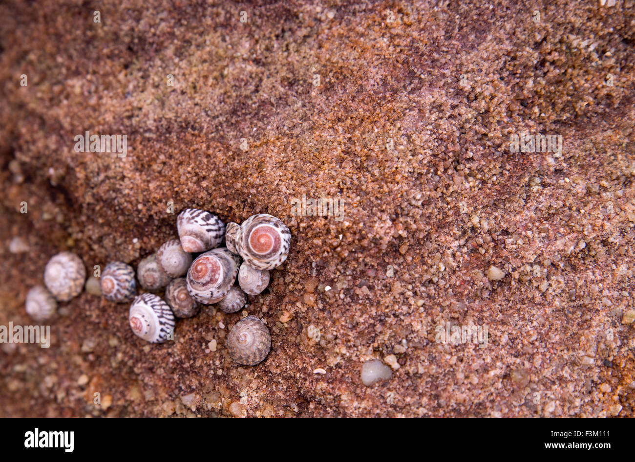 Macro de las espirales de los caracoles del mar sobre las rocas del mar en la playa. Foto de stock