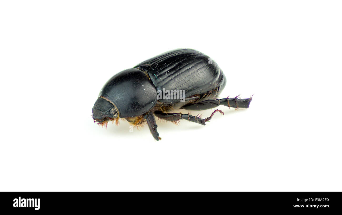 Macro closeup naturalmente de escarabajo negro muerto Foto de stock