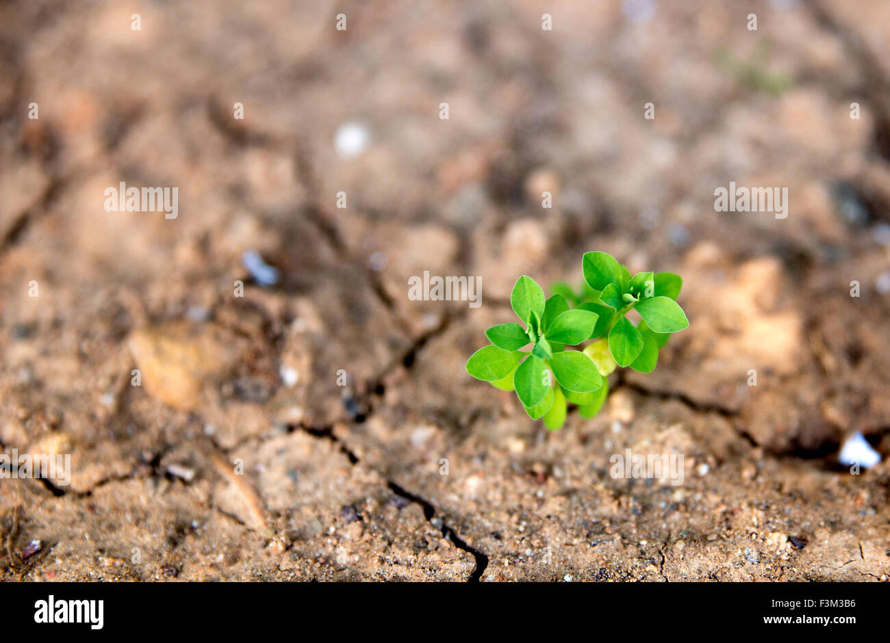 Primer plano de una planta verde que crece en suelo seco del desierto Foto de stock
