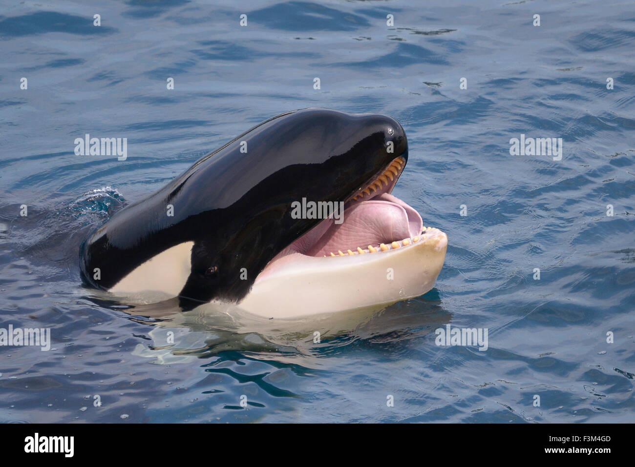 Cabeza de Killer whale Foto de stock