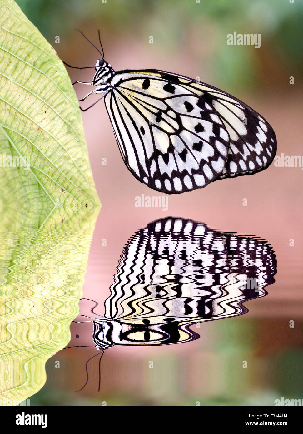 Cometa de papel encima del agua de mariposas con reflexión Fotografía de  stock - Alamy
