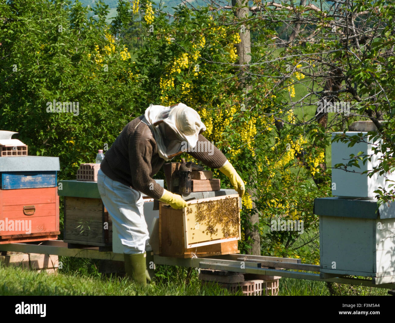 Sacando miel de la colmena fotografías e imágenes de alta resolución - Alamy