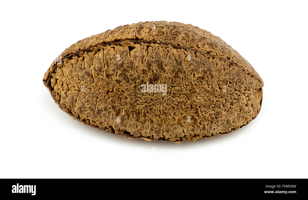 árbol de nuez de brasil fotografías e imágenes de alta resolución - Alamy