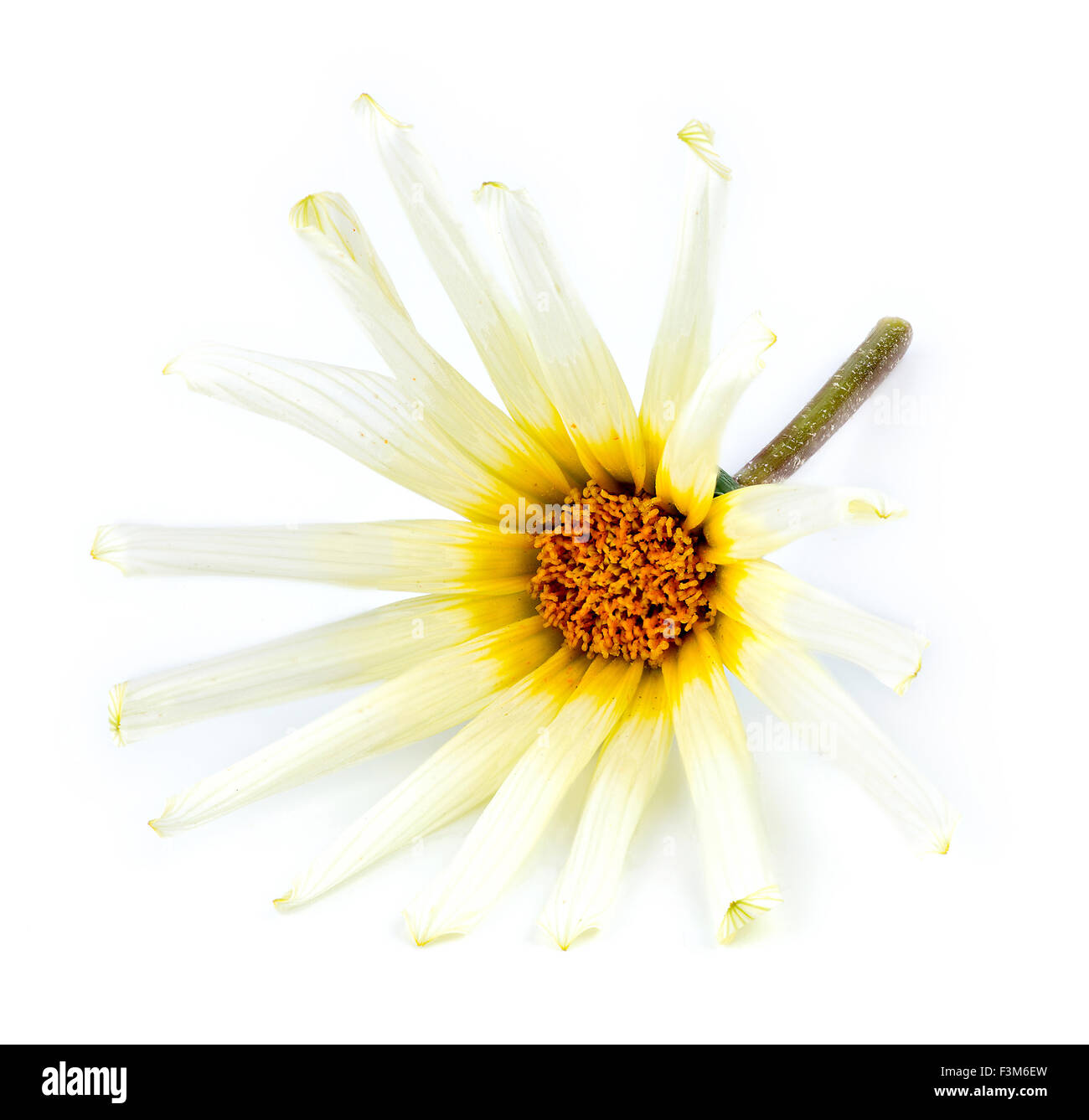 Cara frontal de Asteraceae macro flor de margarita contra un fondo blanco. Foto de stock