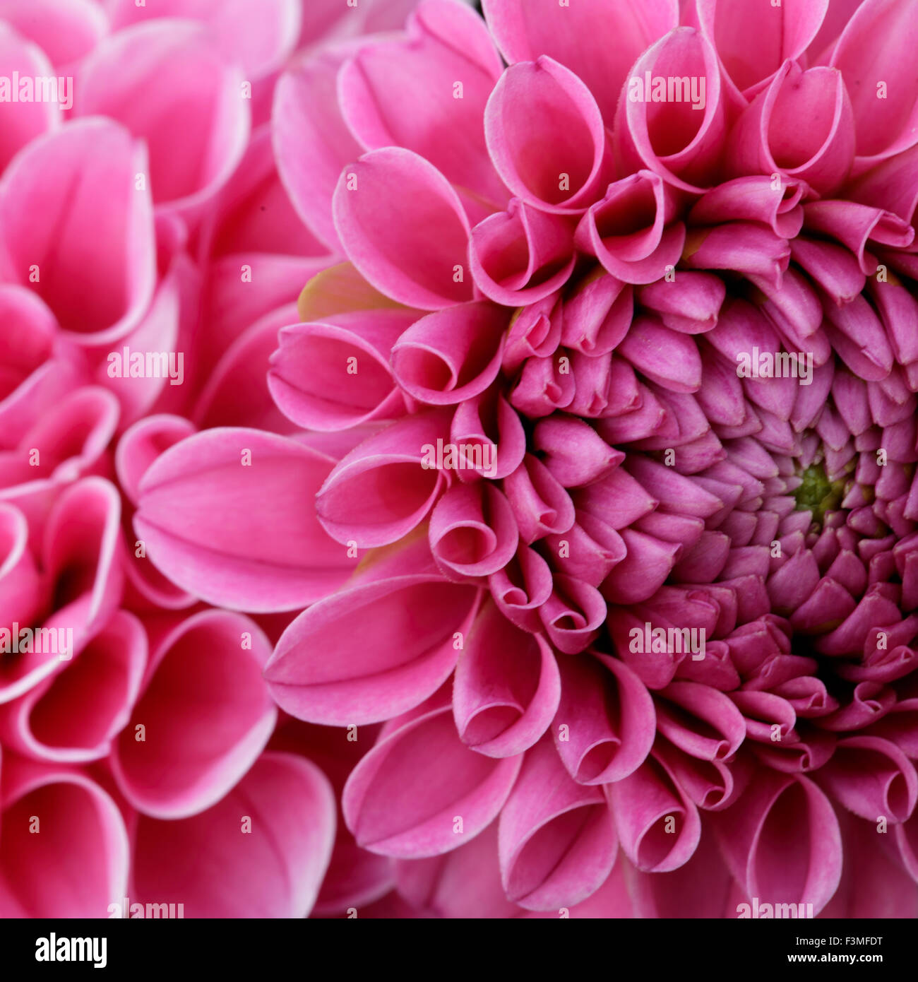 Capullo de dalia rosa fotografías e imágenes de alta resolución - Alamy