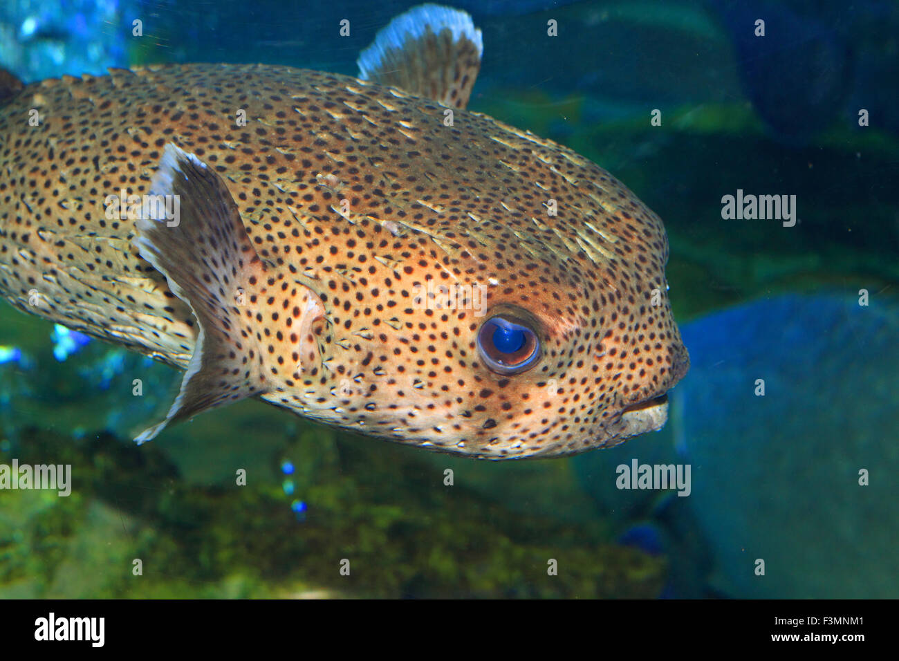 Spot-fin Porcupinefish (Diodon hystrix) en Japón Foto de stock
