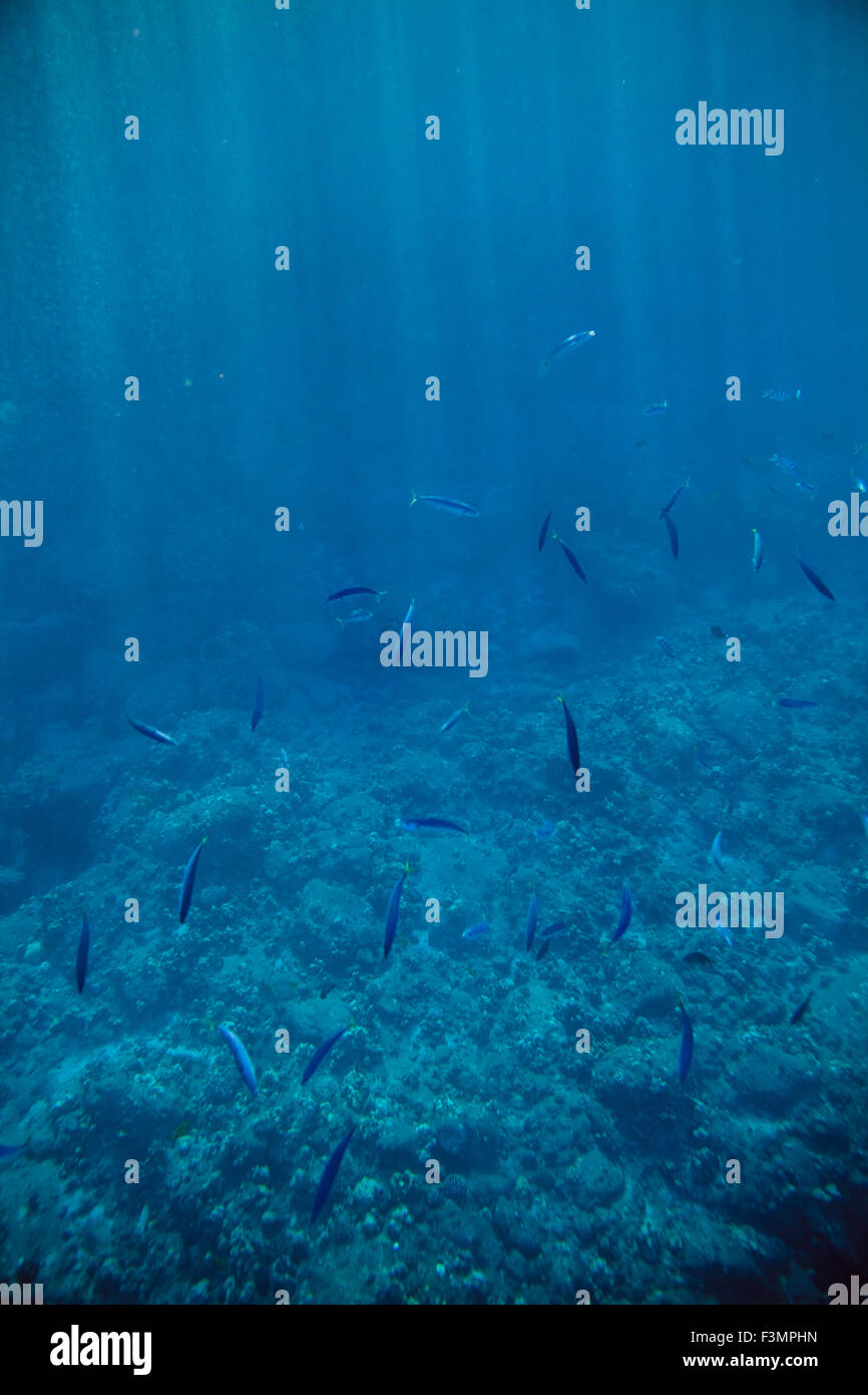 Los peces nadan en la Bahía Hulopo'e de Distritos de Conservación de la vida marina, Lana'i Hawai'i Foto de stock