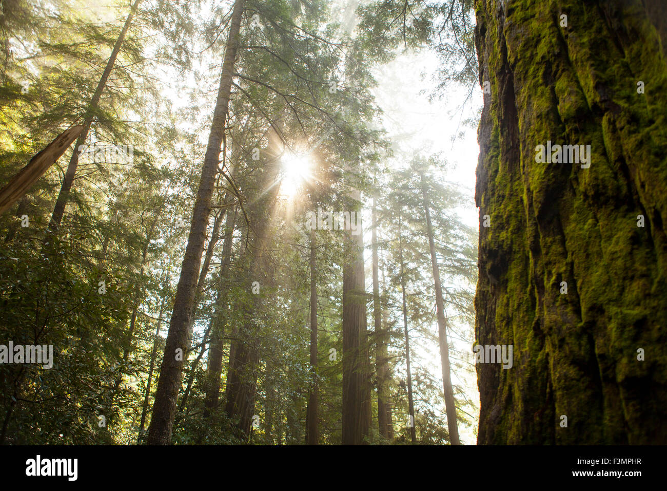 El Parque Nacional de Redwoods SCÉNIC con dirección Foto de stock